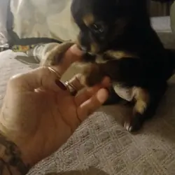 Baby Chihuahua