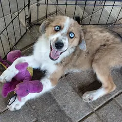 australian shepherd poodle mixes