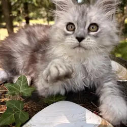 TICA registered Main Coon Kittens