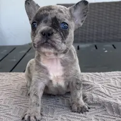 Puppies