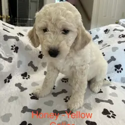 💝🐾✨ English Cream Goldendoodles ✨🐾💝