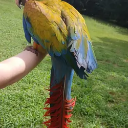 Verde Macaw - Yellow Dominant (Scarlet X Buffon's)