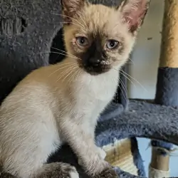 Polydactyl kitten