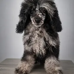 Poodle
