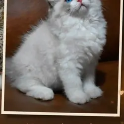 Ragdoll Kittens