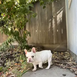 French Bulldog Puppy