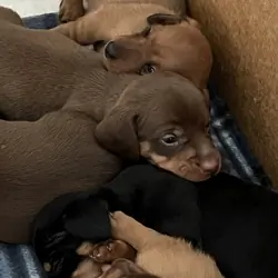 Dachshund Puppies