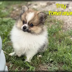 Troy Male Pomeranian