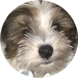 1 Delightful Male Party Yorkshire-terrier