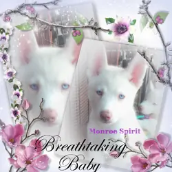 Louisiana Husky puppy - "Monroe Spirit"(Female)