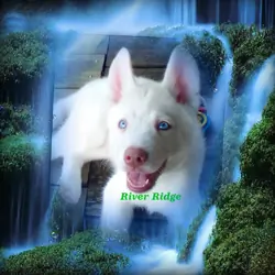 Louisiana Husky puppy -   "River Ridge" (Male)