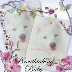Louisiana Siberian Husky Puppy - "Zah-Zah"(Female)