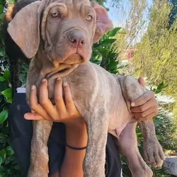 Cane Corso Puppy