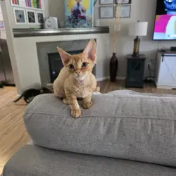 Devon Rex kitten