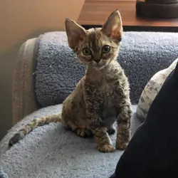 Devon Rex's kitten