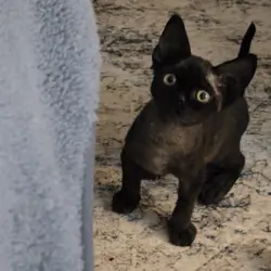 Devon Rex Black solid Male