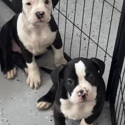 Puppies