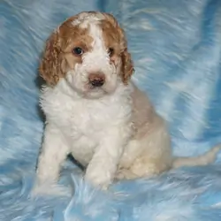 SALE ckc registered multigen medium labradoodle