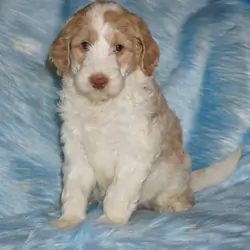 SALE ckc registered multigen labradoodle