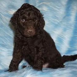 SALE ckc registered multigen brown labradoodle