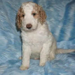 SALE ckc reg parti male multigen labradoodle