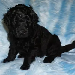 SALE ckc registered multigen black labradoodle 3