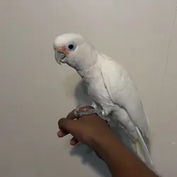Goffin cockatoo