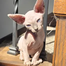 sphynx kitten