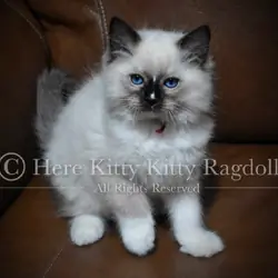 Ragdolls