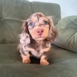 Dachshund puppies