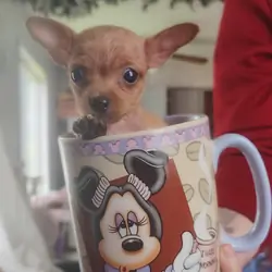 Tea Cup Chihuahuas