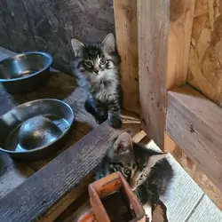 Three month old Kittens beautiful colors