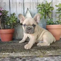 French Bulldog puppy ready for adoption.