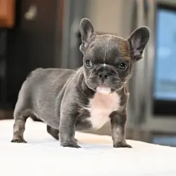 Frenchie pups for adoption.
