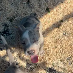 american bully