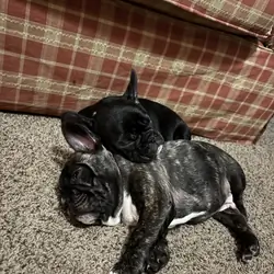 French Bull Dog Puppies