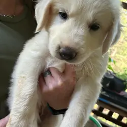 Great Pyrenees /Anatolian Shepard Puppies