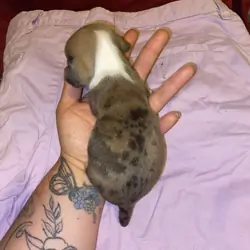 Chiweenie