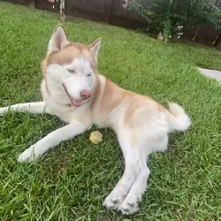 Siberian Husky