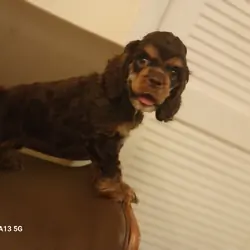 Cocker girl