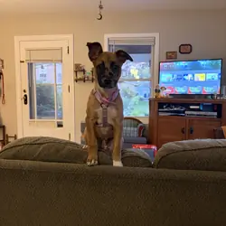 Catahoula shepherd mix