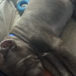 Cane Corso