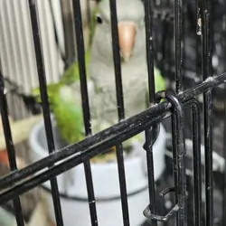 Quaker Parrot Male and Female