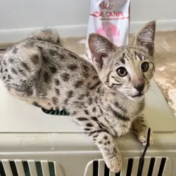Savannah kittens