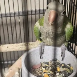 Quaker Parrots