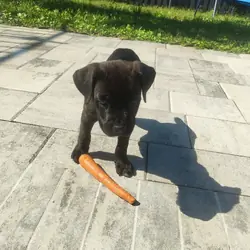 Cane Corso