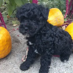 Schnoodle Puppies