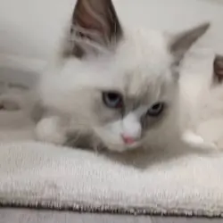Ragdoll kittens ready for adoption