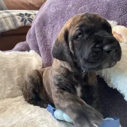 Great Dane Goldendoodle Puppies