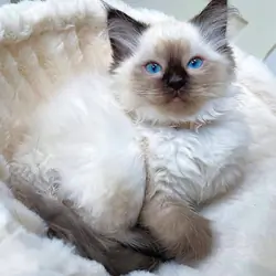 Ragdoll kitten